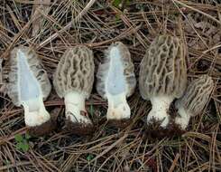 Image de Morchella tridentina Bres. 1898