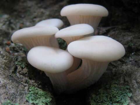 Image of Pleurotus