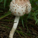 Image of Macrolepiota clelandii Grgur. 1997