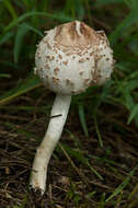 Image of Macrolepiota