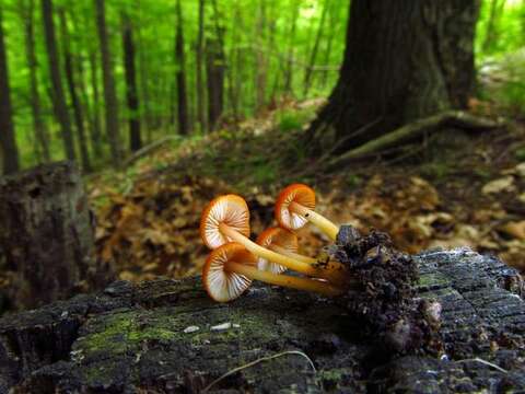 Image of <i>Marasmius sullivantii</i>