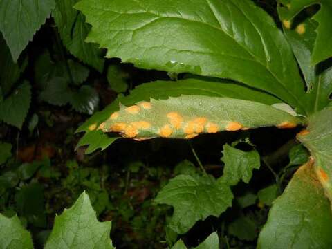 Image of Puccinia podophylli Schwein. 1822