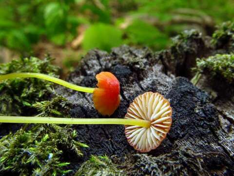 Image of Mycena acicula (Schaeff.) P. Kumm. 1871