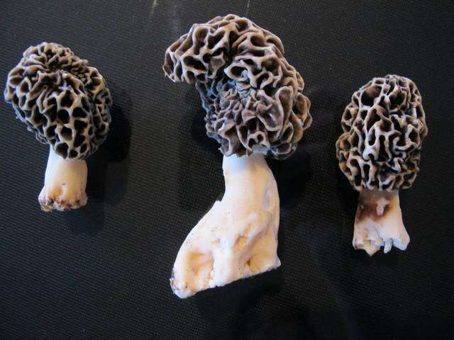 Image of Morchellaceae