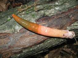 Image of Elegant stinkhorn