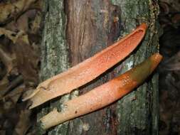 Image of Elegant stinkhorn