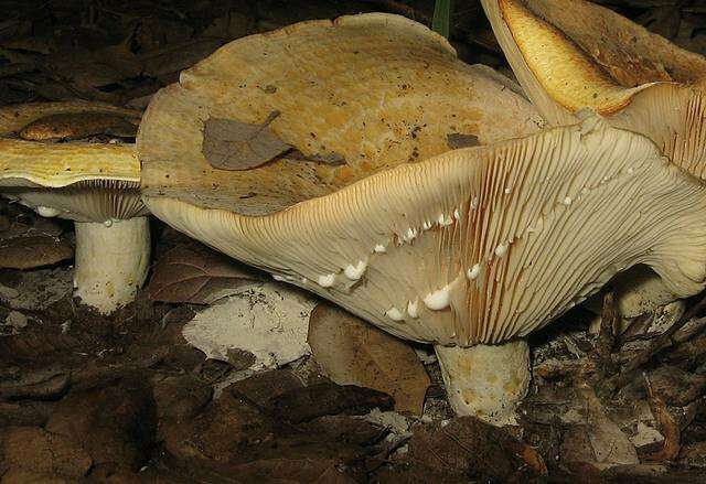 Image of Lactarius alnicola A. H. Sm. 1960