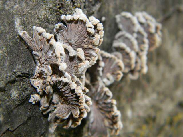 Image of Schizophyllaceae