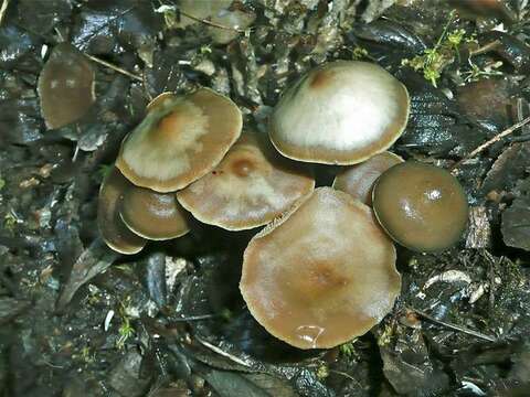 Image of Psilocybe ovoideocystidiata Guzmán & Gaines 2007