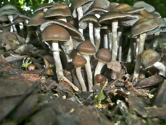 Image of Psilocybe ovoideocystidiata Guzmán & Gaines 2007