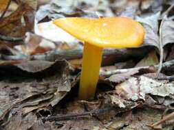 Image of Hygrocybe flavescens (Kauffman) Singer 1951