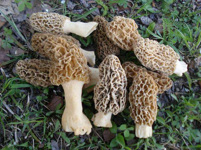 Image of Morchellaceae