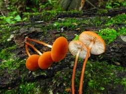 Image of <i>Marasmius sullivantii</i>