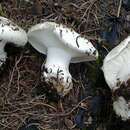 Image of Hygrophorus subalpinus A. H. Sm. 1941