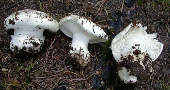 Слика од Hygrophorus subalpinus A. H. Sm. 1941