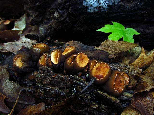 Plancia ëd Sarcosomataceae