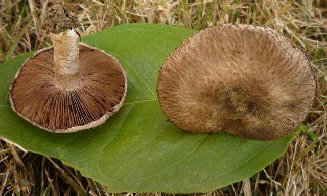 Image of Agaricus cupreobrunneus (Jul. Schäff. & Steer) Pilát 1951