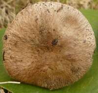 Image of Agaricus cupreobrunneus (Jul. Schäff. & Steer) Pilát 1951