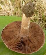 Image of Agaricus cupreobrunneus (Jul. Schäff. & Steer) Pilát 1951