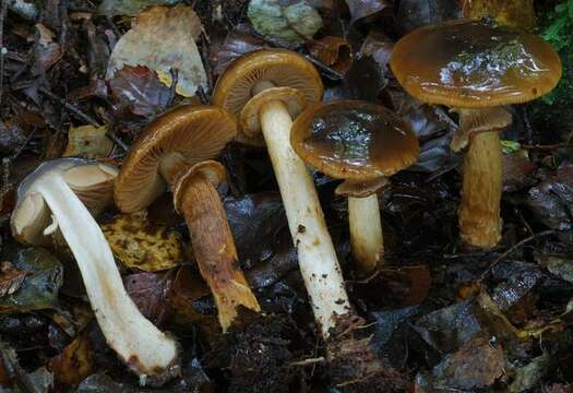 Image of Cortinarius majestaticus (E. Horak) T. P. Anderson & Orlovich 2016