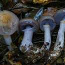 Image of Cortinarius taylorianus E. Horak 1990