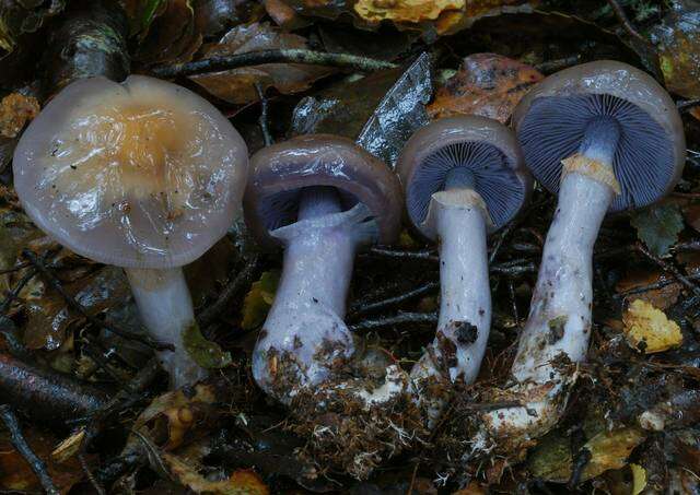 Imagem de Cortinarius taylorianus E. Horak 1990