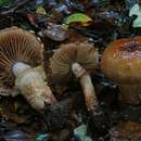Image of Cortinarius naphthalinus Soop 2001