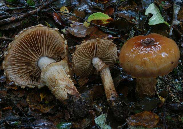 Imagem de Cortinarius naphthalinus Soop 2001