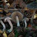 Imagem de Inocybe calamistratoides E. Horak 1978