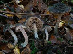 Imagem de Inocybe calamistratoides E. Horak 1978