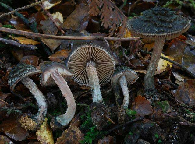 Image of Inocybe calamistratoides E. Horak 1978