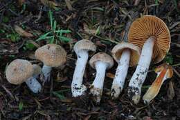 Imagem de Cortinarius cystidiocatenatus (Grgur.) Gasparini 2006