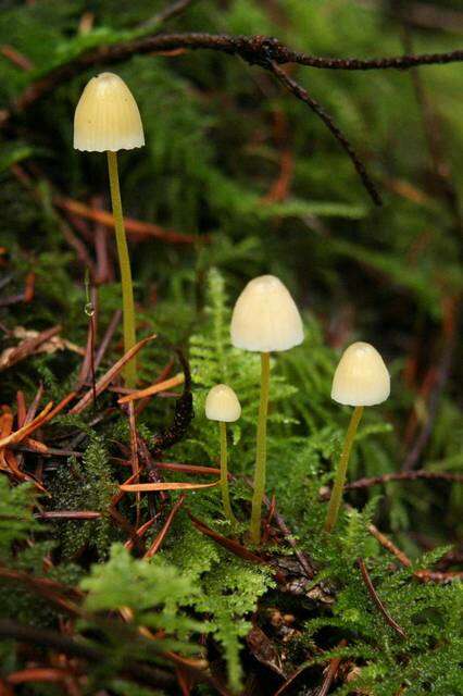 Image of Bonnet Mushroom