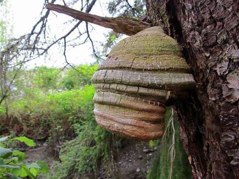 صورة Fomitopsis