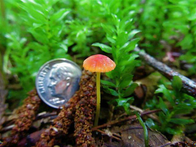 Image of Mycena acicula (Schaeff.) P. Kumm. 1871