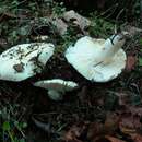 Image of Russula crenulata Burl. 1913