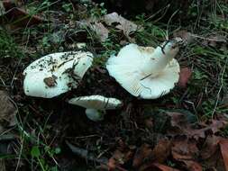 Sivun Russula crenulata Burl. 1913 kuva