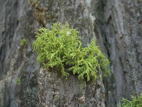 Image of wolf lichen