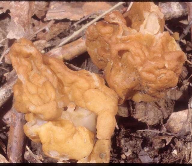 Image of Gyromitra korfii (Raitv.) Harmaja 1973