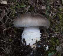 Image de Tricholoma vernaticum Shanks 1996