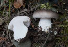 Image de Tricholoma vernaticum Shanks 1996