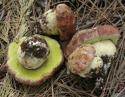 Sivun Boletus rex-veris D. Arora & Simonini 2008 kuva