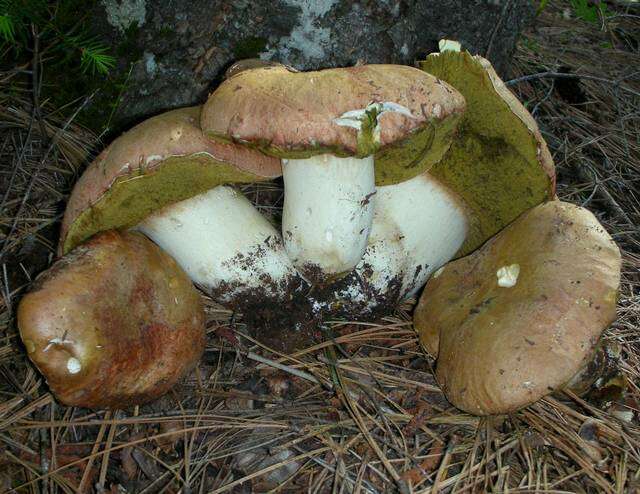 Sivun Boletus rex-veris D. Arora & Simonini 2008 kuva