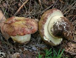 Sivun Boletus rex-veris D. Arora & Simonini 2008 kuva