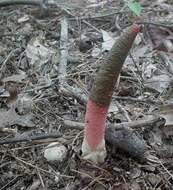 Image of Elegant stinkhorn