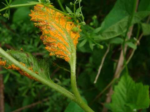 Image of Phragmidiaceae