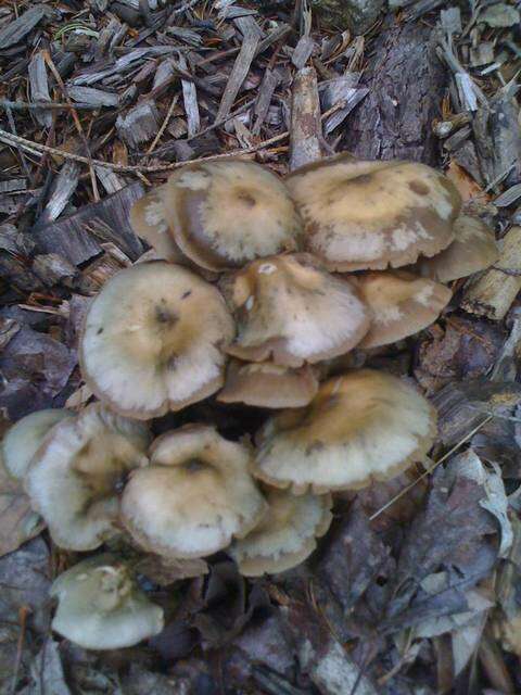 Image of Psilocybe ovoideocystidiata Guzmán & Gaines 2007