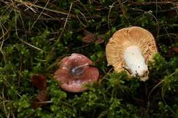 صورة Russula murrillii Burl. 1913