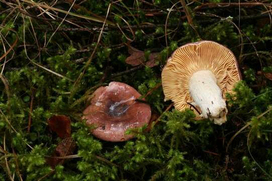 صورة Russula murrillii Burl. 1913