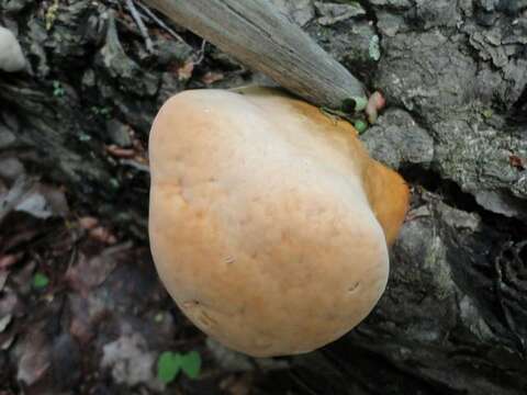 صورة Ganoderma tsugae Murrill 1902